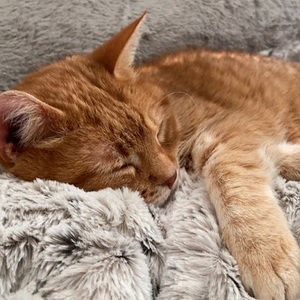 Meet your Posher, Allie